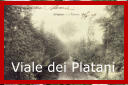 Viale dei Platani